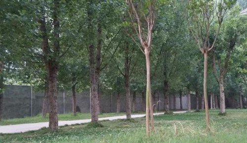 金堂县高板中学校校园草地