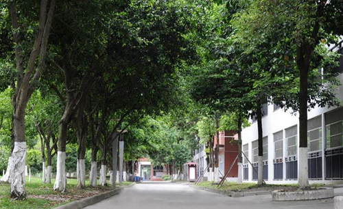 成都市新都香城中学林荫道
