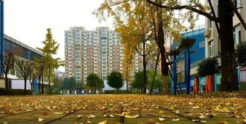 成都市成飞中学秋日落叶