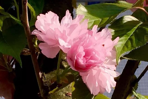成都市成飞中学校园鲜花