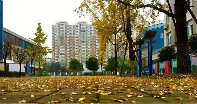 成都市成飞中学秋日落叶