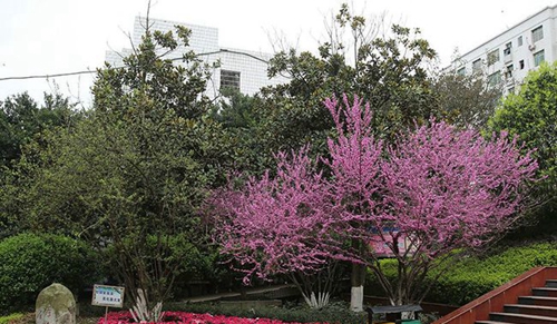 四川省南充市白塔中学花园