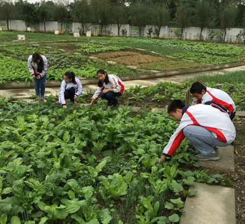 四川省彭州市濛阳中学拔草