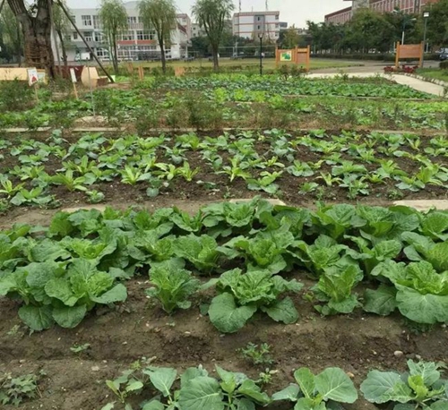 四川省彭州市濛阳中学别样校园