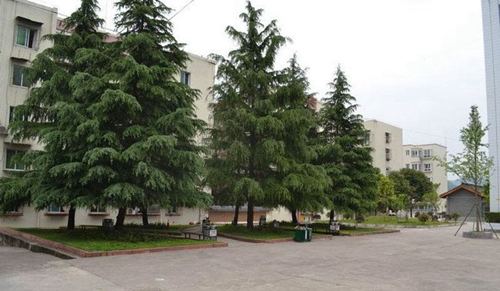 阆中市柏垭中学校园绿荫