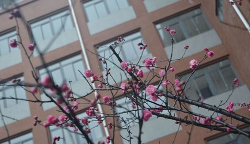 成都七中万达学校(国际部)春梅花开