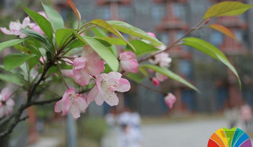 成都七中万达学校(国际部)校园花开