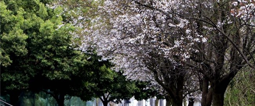四川省西充中学校园景色
