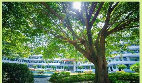 成都高新三岔中学校园环境