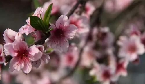 四川师范大学附属中学外国语学校春季花团锦簇