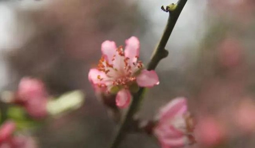 四川师范大学附属中学外国语学校春季花团锦簇2