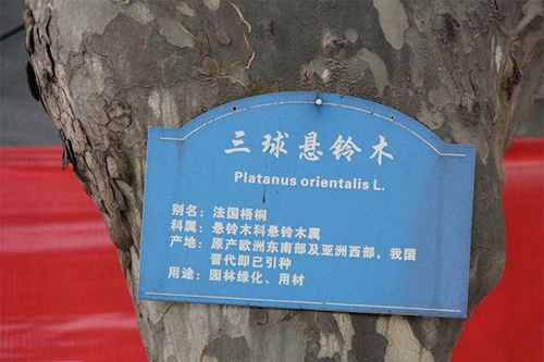 四川省成都市第四十九中学校法国梧桐