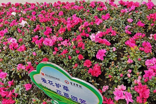 都江堰育才学校校园春花绽放5