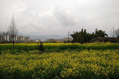 都江堰育才学校校园周边2