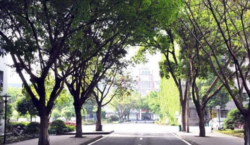 四川省邛崃市高埂中学林荫大道