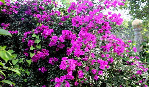 乐山市嘉州卫生职业学校学校花园