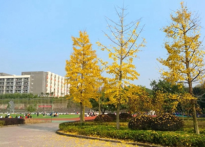 2025年黄石有哪些航空专业学校
