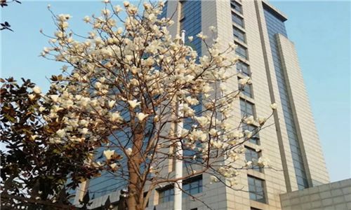 秦皇岛奇石艺术学校2023年报名费及各专业学费收费标准,好麽